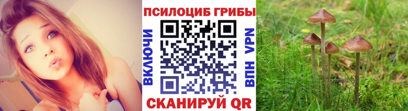 Псилоцибиновые грибы Psilocybe  даркнет сайт  blacksprut как зайти  Новороссийск 